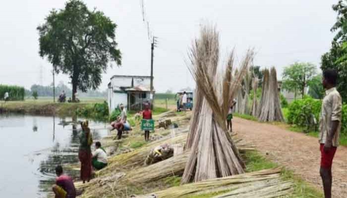 আঁশের সঙ্গে বাড়তি আয় পাট খড়িতে, খুশি কৃষক