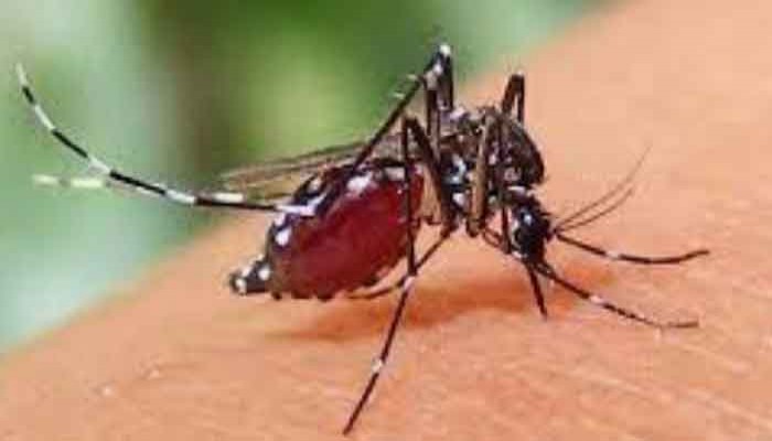দেশে ডেঙ্গুতে আরও ৮ জনের মৃত্যু