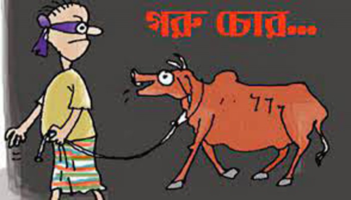 নাচোলে থামছে না গরু চুরি, আতঙ্কে খামারিরা