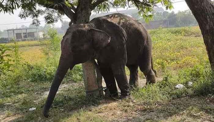 হাতির পায়ে পিষ্ট হয়ে স্কুলছাত্র নিহত