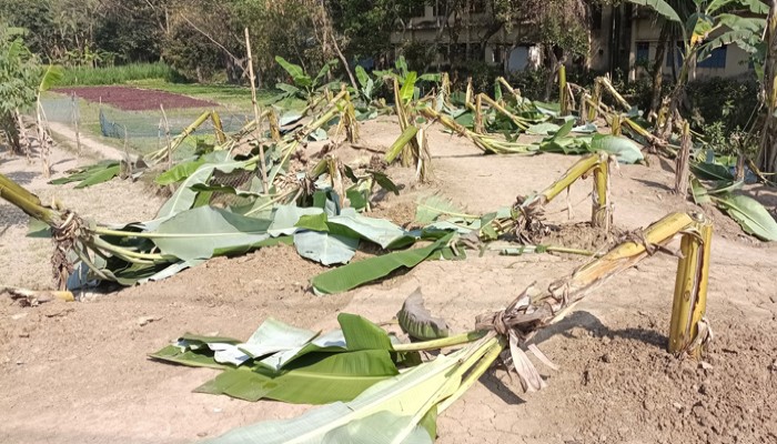 রাণীনগরে সাবেক এমপি‘র বাগানের কলা গাছ কাটলো দুর্বৃত্তরা