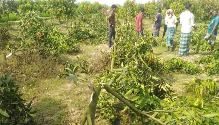 সাপাহারে রাতের অন্ধকারে ফলন্ত আম গাছ কাটল দূর্বৃত্তরা