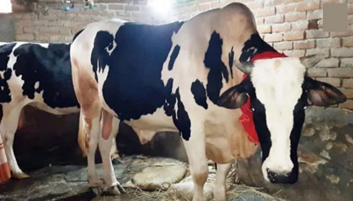 আত্রাইয়ের রাজা-বাদশা সম্পর্কে মামা ভাগ্নে!