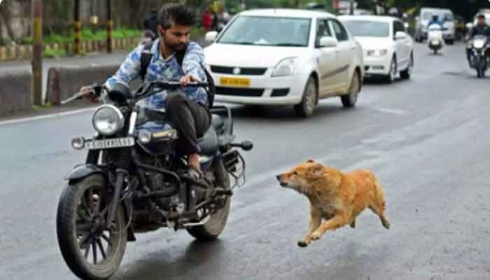 গাড়ির অথবা বাইকের পিছনে কুকুরেরা তাড়া করে কেন