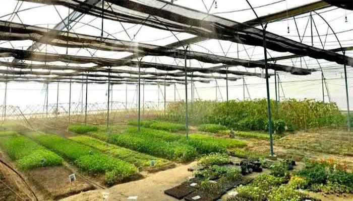 ভাঙ্গুড়ায় পলিনেট হাউসে ফসল উৎপাদনে ঝুঁকছেন কৃষকেরা