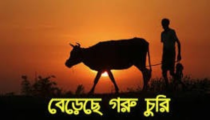 রাণীনগরে খামার থেকে গরু চুরি