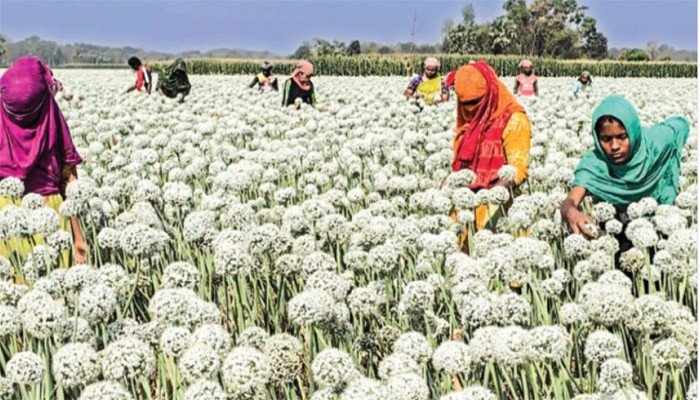 পেঁয়াজ উৎপাদনে শীর্ষে ফরিদপুর
