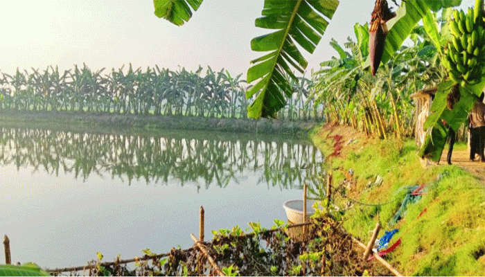 গুরুদাসপুরে পুকুর থেকে ২৮ লাখ টাকার মাছ লুটের অভিযোগ বিএনপি নেতার বিরুদ্ধে