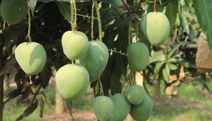 রাজশাহীতে আম পাড়ার সময়সূচি নির্ধারণ