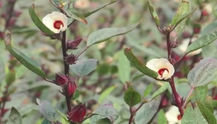 রোজেলা চাষে আগ্রহ বেড়েছে কৃষকের (ভিডিও)