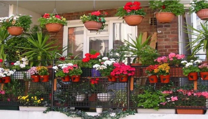 শুরু হয়েছে শীতের মৌসুম, শীতের ফুলে রঙিন প্রকৃতি