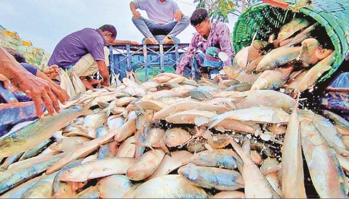 কেজিতে ৩০০ টাকা কমে ভারতে যাচ্ছে ইলিশ!