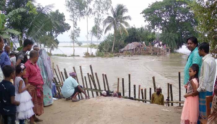 নতুন করে প্লাবিত হয়ে আরো দুই হাজার বিঘা জমির ধান তলে গেছে