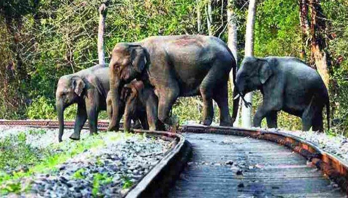 ট্রেনের ধাক্কায় ৩ হাতির মৃত্যু !