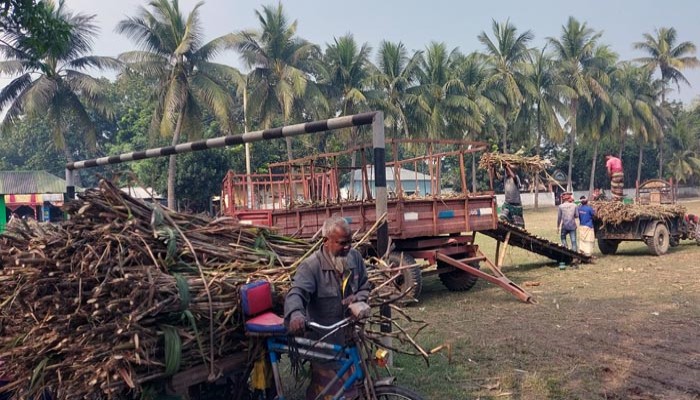 পুঠিয়ায় আখ ক্রয়ের জন্য স্কুল মাঠ ভাড়া শিক্ষার্থী-অভিভাবকদের ক্ষোভ