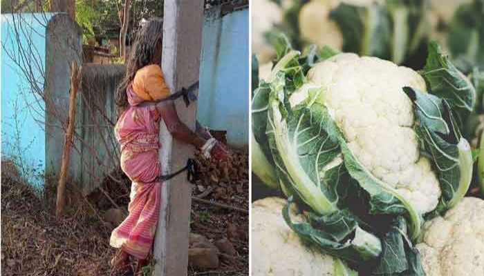 ফুলকপি চুরির অভিযোগে বৃদ্ধা মাকে খুঁটিতে বেঁধে রাখল ছেলে