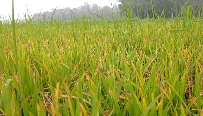 কোল্ড ইনজুরিতে বীজতলা নষ্টের শঙ্কায় রাজশাহীর কৃষকরা