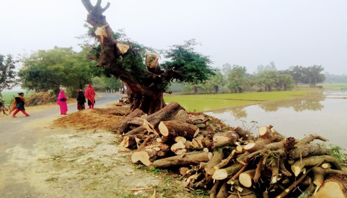 তানোরে কালের স্বাক্ষী শতবর্ষী তেঁতুল ও কড়াই গাছে কুড়ালের কোপ