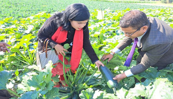 ফুলবাড়ীতে স্কোয়াশ চাষ