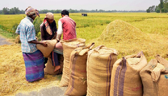 রাজশাহীতে ধান-চাল ক্রয়ে পূরণ হচ্ছে না লক্ষ্যমাত্রা