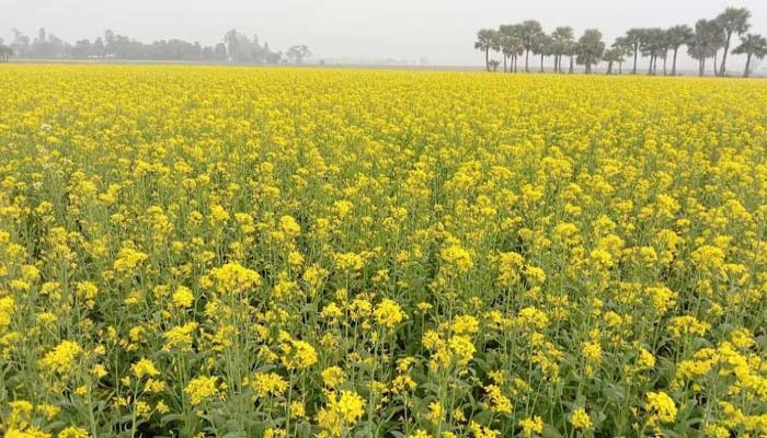 চলতি মৌসুমে রাজশাহীতে ৩৪ হাজার ৮০০ হেক্টর জমিতে সরিষার আবাদ!