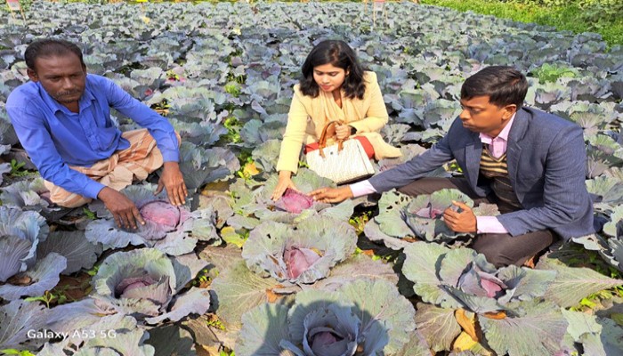 রঙিন কপিতে রঙিন স্বপ্ন প্রথম চাষেই বাজিমাত