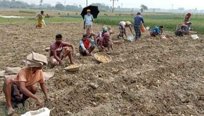 আলুর দামে খুশি রাজশাহীর চাষিরা