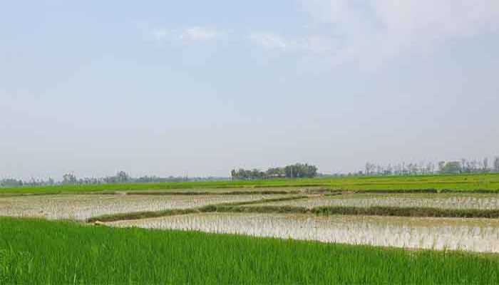 তানোরে ফিল্মি স্টাইলে জমি জবরদখলের অভিযোগ