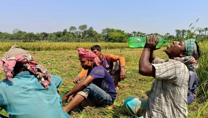 রাণীনগরে হিট স্ট্রোকে ধানকাটা শ্রমিকের মৃত্যু