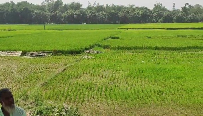 সরকারী দির্দেশকে বৃদ্ধাঙ্গুলি দেখিয়ে গোদাগাড়ীতে ধান সাবাড় করে বালু উত্তোলনের পায়তারা