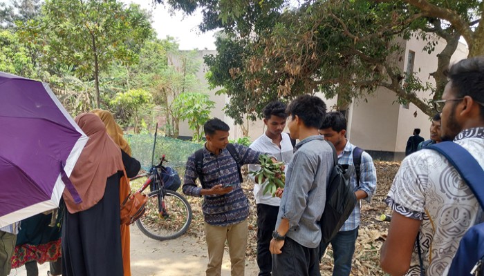 রাবি ক্যাম্পাসে চলছে অপরিপক্ক ফল পাড়ার হিড়িক