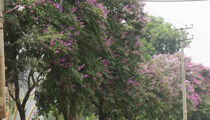 জারুল ফুলে সেজেছে রাবি ক্যাম্পাস