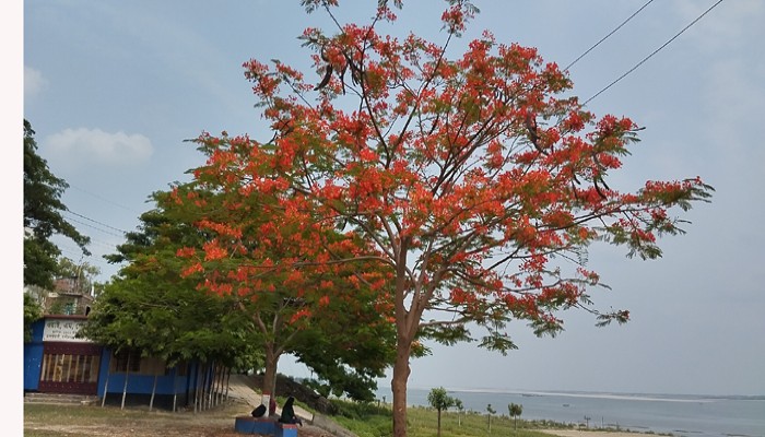 নগরীর পদ্মাপাড়ের প্রকৃতিতে মুগ্ধতা ছড়াচ্ছে কৃষ্ণচূড়া ফুল