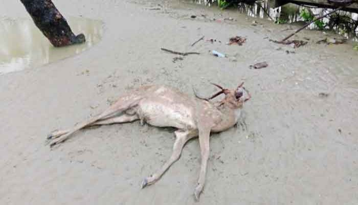 সুন্দরবন থেকে আরও ১৫টি মৃত হরিণ উদ্ধার