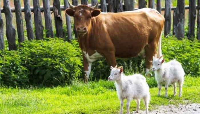 কোন পশুর বয়স কত হলে কোরবানি করা যায়