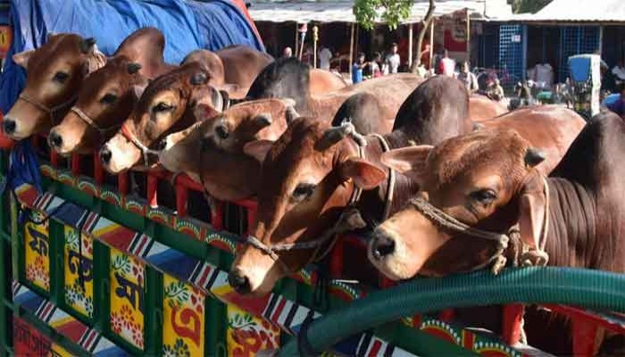 রাজশাহীতে নিলামে পানির দামে বিক্রি হলো সরকারি খামারের ৩৭ গরু