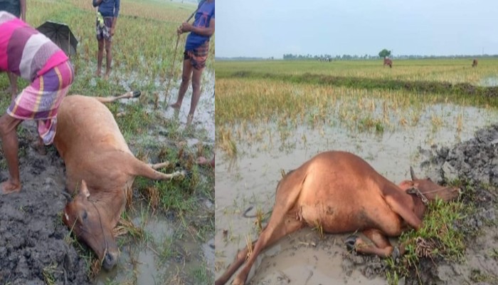 মোহনপুরে বজ্রপাতে দুই গরুর মৃত্যু