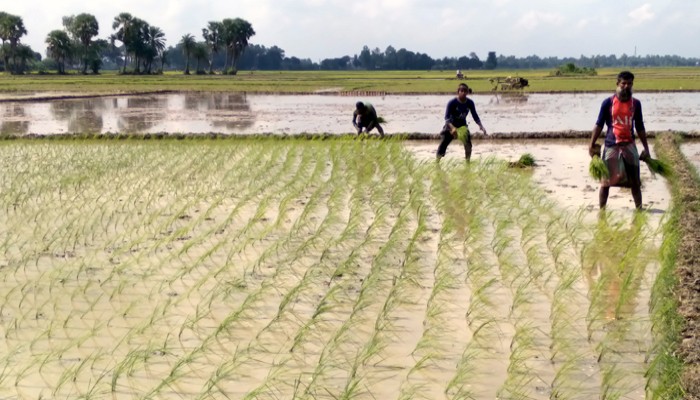 রাণীনগরে আমন ধান রোপনে ব্যস্ত কৃষক