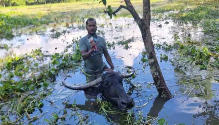 বন্যার পানিতে মহিষের পিঠে চড়ে ঘুরে বেড়ান ইয়াছিন