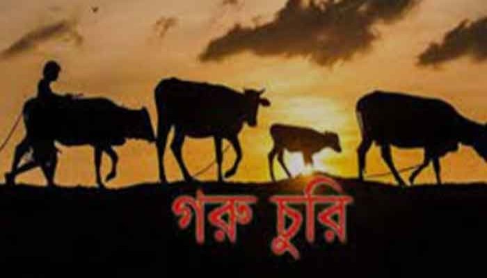 আত্রাইয়ে এক রাতে ৯টি গরু-ছাগল চুরি