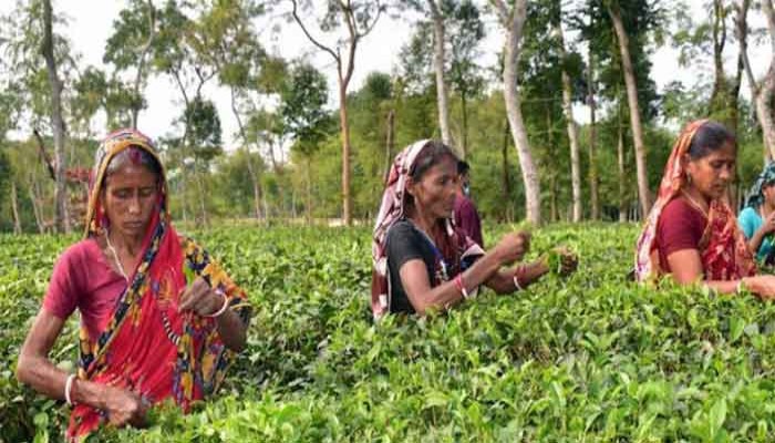 মৌলভীবাজারে তিন মাস ধরে মজুরি পান না ১৪০০ চা শ্রমিক