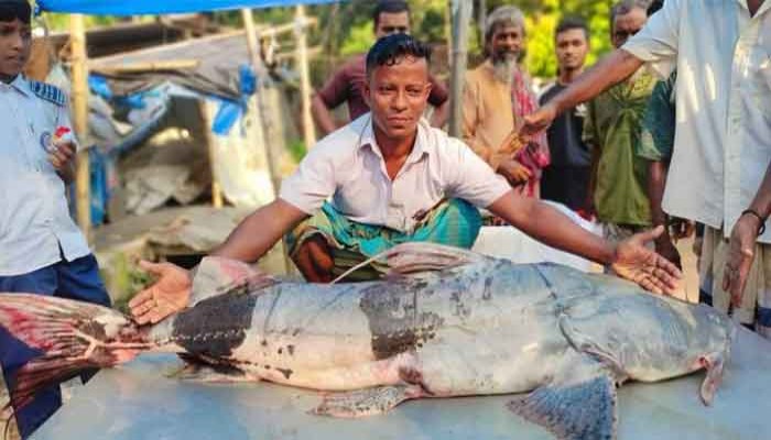 যমুনায় ধরা পড়ল ৩৯ কেজি ওজনের বাঘাইড়