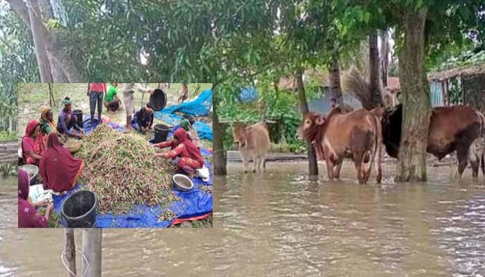 রাজশাহীতে ডুবে গেছে ফসল, গবাদি পশু নিয়ে বিপাকে চরবাসী