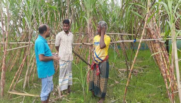 ফিলিপাইনের আখ চাষে সফল সিংড়ার সাগর