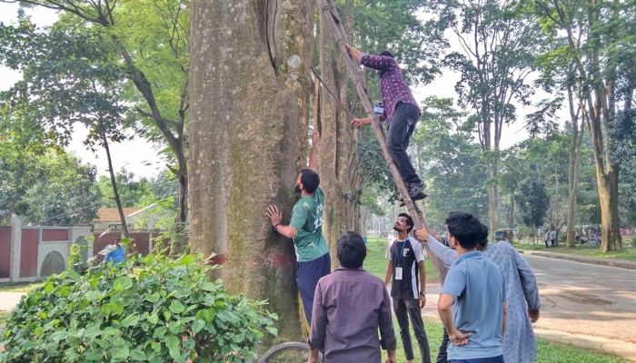 রাবি ক্যাম্পাসের গাছ থেকে পেরেক-সাইনবোর্ড তুললেন স্বেচ্ছাসেবীরা