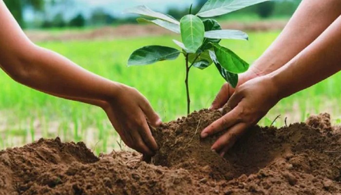 গাছ লাগানো নিয়ে ফেসবুকে বিতর্ক, আসলে সঠিক সময় কোনটা?