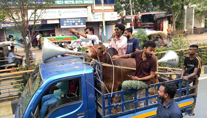 ছাত্রলীগ নিষিদ্ধ হওয়ায় রাজশাহীতে গরু নিয়ে আনন্দ মিছিল