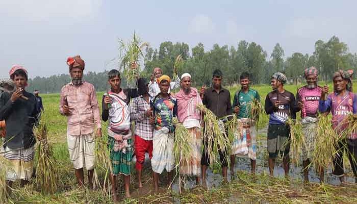 সিংড়ায় আগাম জাতের আমন ধান কাটার ধুম