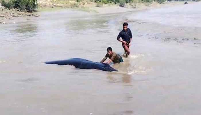 নোয়াখালীর ডুবোচরে ভেসে এলো বিশালাকৃতির তিমি