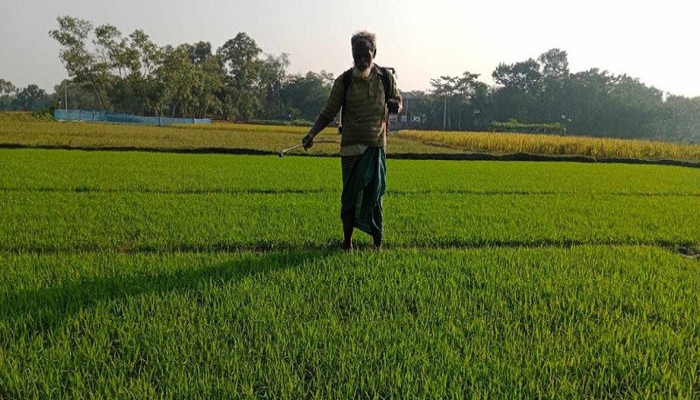 কুয়াশায় বোরো ধানের বীজতলা নষ্টের ঝুঁকি এড়াতে পরিচর্যায় ব্যস্ত কৃষকেরা